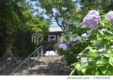 Chokeiji Temple, Hydrangeas, Sennan City, Osaka 140241640