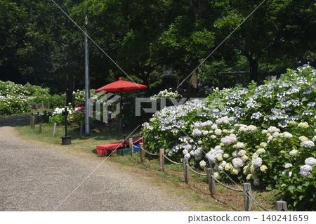 Tonboike Park, Hydrangeas, Kishiwada City 140241659