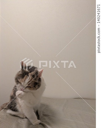 A calico cat washes its face after a satisfying meal. A calico cat washes its face after a satisfying meal. 140241671