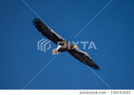 A Steller's sea eagle soaring over Lake Shirarutoro in Hokkaido. A Steller's sea eagle soaring over Lake Shirarutoro in Hokkaido. 140241691