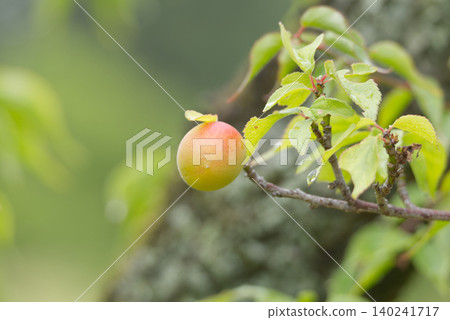 樹上結的果實:帶紅色的梅子(Ume no Mi)。 樹上結的果實:帶紅色的梅子(Ume no Mi)。 140241717