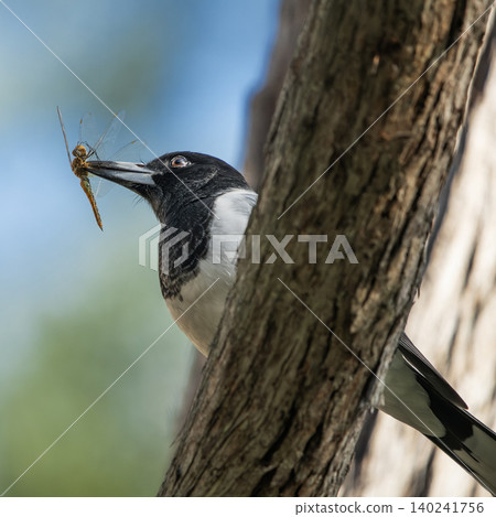 Pied Butcherbird Pied Butcherbird 140241756