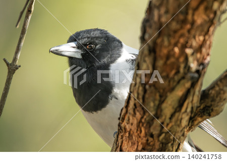 Pied Butcherbird 140241758