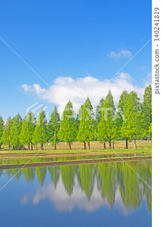 A row of metasequoia trees shining with fresh greenery and rice fields after rice planting in Takashima City, Shiga Prefecture A row of metasequoia trees shining with fresh greenery and rice fields after rice planting in Takashima City, Shiga Prefecture 140241819