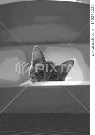 sketch style cat cat cat kijitora gray female female female cat female cat healthy pretty healing sketch style cat cat cat kijitora gray female female female cat female cat healthy pretty healing 140242226