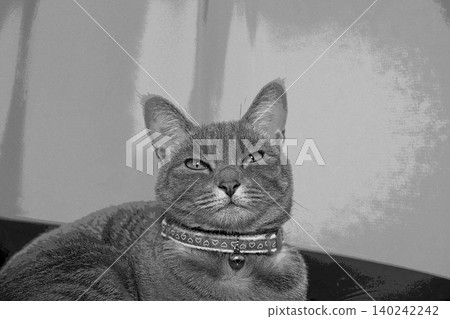 sketch style cat cat cat kijitora gray female female female cat female cat healthy pretty healing sketch style cat cat cat kijitora gray female female female cat female cat healthy pretty healing 140242242