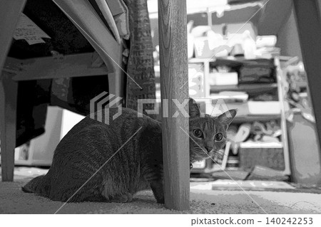 sketch style cat cat cat kijitora gray female female female cat female cat healthy pretty healing sketch style cat cat cat kijitora gray female female female cat female cat healthy pretty healing 140242253