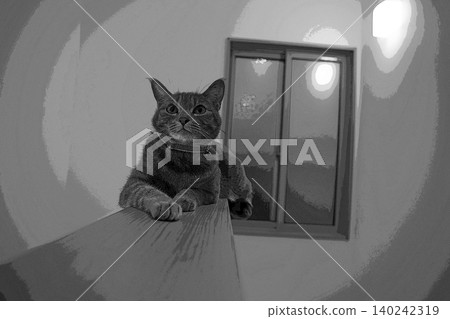 sketch style cat cat cat kijitora gray female female female cat female cat healthy pretty healing sketch style cat cat cat kijitora gray female female female cat female cat healthy pretty healing 140242319