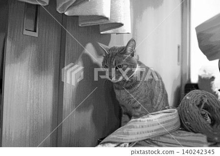 sketch style cat cat cat kijitora gray female female female cat female cat healthy pretty healing sketch style cat cat cat kijitora gray female female female cat female cat healthy pretty healing 140242345