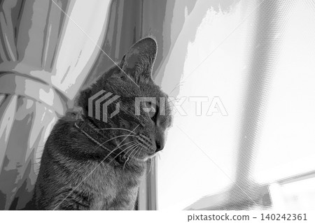 sketch style cat cat cat kijitora gray female female female cat female cat healthy pretty healing sketch style cat cat cat kijitora gray female female female cat female cat healthy pretty healing 140242361