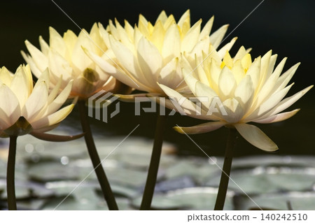 Bright yellow water lilies blooming on the water's surface. Bright yellow water lilies blooming on the water's surface. 140242510