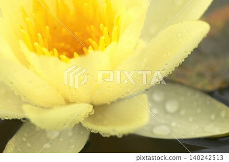 Bright yellow water lilies blooming on the water's surface. 140242513