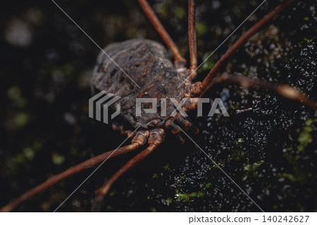 Azuma-oohirata-satoumushi (a type of harvestman), whole body, on moss, macro close-up. Azuma-oohirata-satoumushi (a type of harvestman), whole body, on moss, macro close-up. 140242627