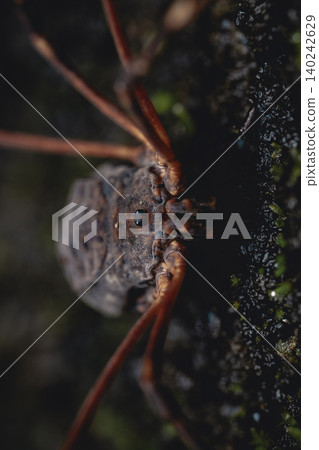 A close-up of the face of a large flat harvestman (Azuma-ohita-satoumushi), taken from the front, macro-close-up. A close-up of the face of a large flat harvestman (Azuma-ohita-satoumushi), taken from the front, macro-close-up. 140242629