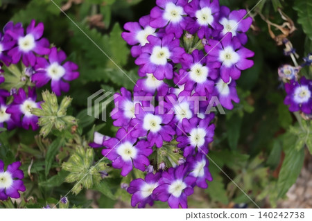 紫瓣馬鞭草花的特寫 紫瓣馬鞭草花的特寫 140242738