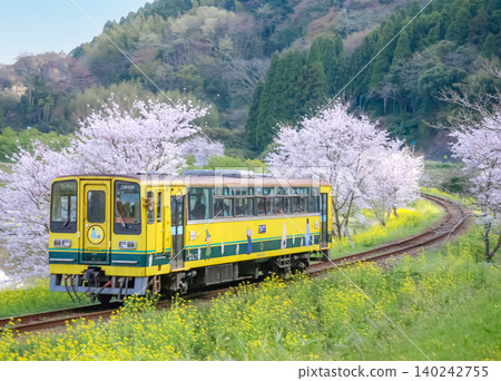 A local train line through a rural area where cherry blossoms bloom. A local train line through a rural area where cherry blossoms bloom. 140242755