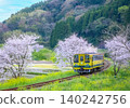 A local train running through a landscape of cherry blossoms in full bloom. 140242756
