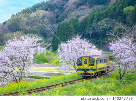 A local train running through a landscape of cherry blossoms in full bloom. A local train running through a landscape of cherry blossoms in full bloom. 140242756