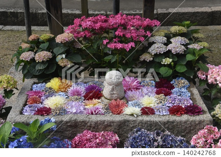 岡寺繡球花環線 岡寺繡球花環線 140242768