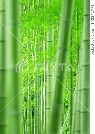 一片美麗的竹林,竹葉翠綠,竹竿筆直高聳。 一片美麗的竹林,竹葉翠綠,竹竿筆直高聳。 140242771