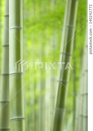 一片美麗的竹林,竹葉翠綠,竹竿筆直高聳。 一片美麗的竹林,竹葉翠綠,竹竿筆直高聳。 140242772