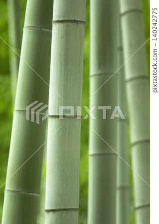 一片美麗的竹林,竹葉翠綠,竹竿筆直高聳。 一片美麗的竹林,竹葉翠綠,竹竿筆直高聳。 140242775