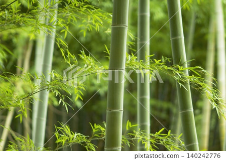 一片美麗的竹林,竹葉翠綠,竹竿筆直高聳。 一片美麗的竹林,竹葉翠綠,竹竿筆直高聳。 140242776