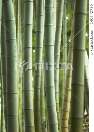 一片美麗的竹林,竹葉翠綠,竹竿筆直高聳。 一片美麗的竹林,竹葉翠綠,竹竿筆直高聳。 140242780