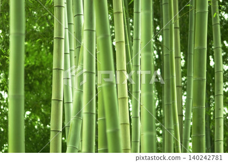 A beautiful bamboo grove with fresh green leaves and straight, tall bamboo stalks. A beautiful bamboo grove with fresh green leaves and straight, tall bamboo stalks. 140242781