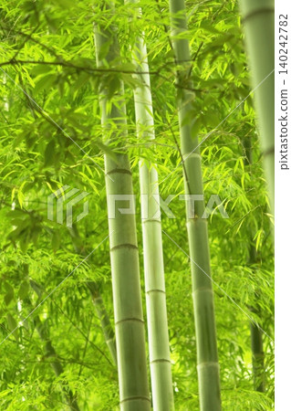 一片美麗的竹林,竹葉翠綠,竹竿筆直高聳。 一片美麗的竹林,竹葉翠綠,竹竿筆直高聳。 140242782