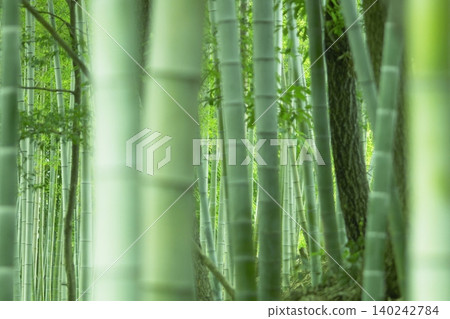 A beautiful bamboo grove with fresh green leaves and straight, tall bamboo stalks. A beautiful bamboo grove with fresh green leaves and straight, tall bamboo stalks. 140242784