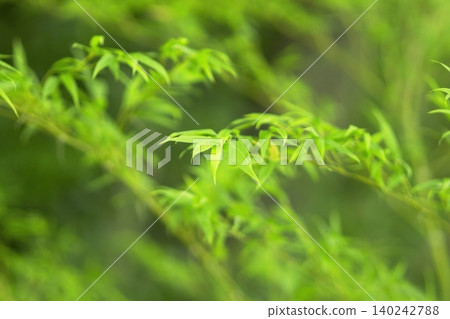 A beautiful bamboo grove with fresh green leaves and straight, tall bamboo stalks. A beautiful bamboo grove with fresh green leaves and straight, tall bamboo stalks. 140242788