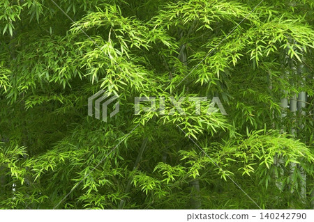 一片美麗的竹林,竹葉翠綠,竹竿筆直高聳。 一片美麗的竹林,竹葉翠綠,竹竿筆直高聳。 140242790
