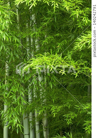一片美麗的竹林,竹葉翠綠,竹竿筆直高聳。 一片美麗的竹林,竹葉翠綠,竹竿筆直高聳。 140242791