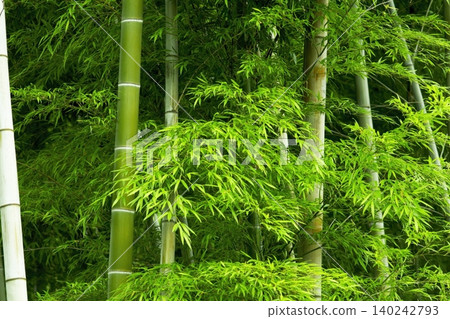 一片美麗的竹林,竹葉翠綠,竹竿筆直高聳。 一片美麗的竹林,竹葉翠綠,竹竿筆直高聳。 140242793