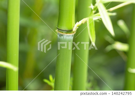 一片美麗的竹林,竹葉翠綠,竹竿筆直高聳。 一片美麗的竹林,竹葉翠綠,竹竿筆直高聳。 140242795