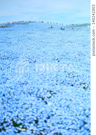 日立海濱公園的Nemophila 日立海濱公園的Nemophila 140242803