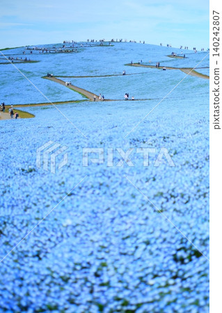 Nemophila of Hitachi Seaside Park Nemophila of Hitachi Seaside Park 140242807