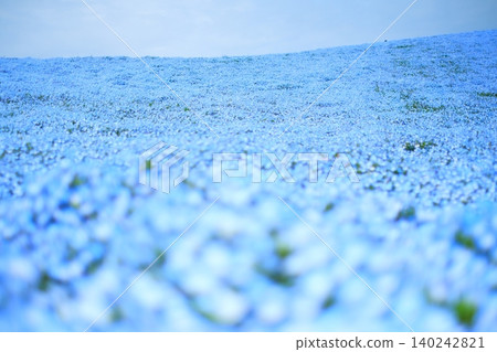 日立海濱公園的Nemophila 日立海濱公園的Nemophila 140242821