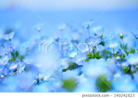 日立海濱公園的Nemophila 日立海濱公園的Nemophila 140242823