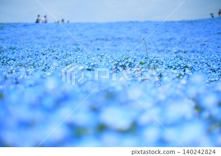 日立海濱公園的Nemophila 日立海濱公園的Nemophila 140242824