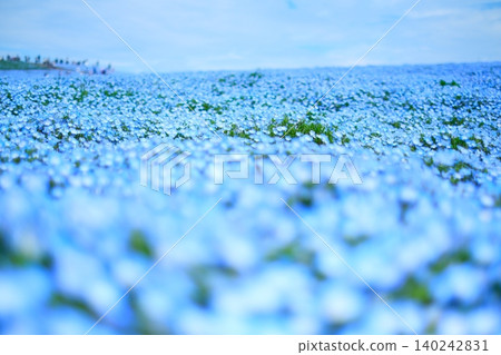 日立海濱公園的Nemophila 日立海濱公園的Nemophila 140242831