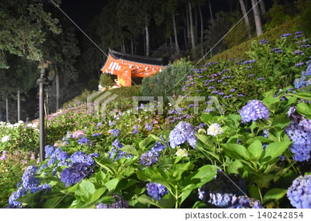 Mimurotoji Hydrangea light up Mimurotoji Hydrangea light up 140242854