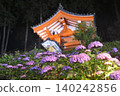 Mimurotoji繡球花照亮 140242856