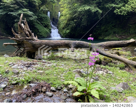 A forest waterside landscape adorned with driftwood lying in the valley and primroses. A forest waterside landscape adorned with driftwood lying in the valley and primroses. 140242863
