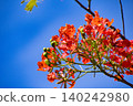 鳳凰木（Delonix regia）的紅色花朵。 140242980