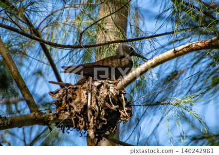 An Anous minutus sitting in its nest An Anous minutus sitting in its nest 140242981