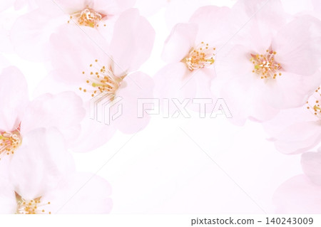 Cherry blossoms and petals of Somei Yoshino cherry tree against a white background. Cherry blossoms and petals of Somei Yoshino cherry tree against a white background. 140243009