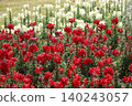 一片盛開著紅白相間金魚草的花壇。 140243057