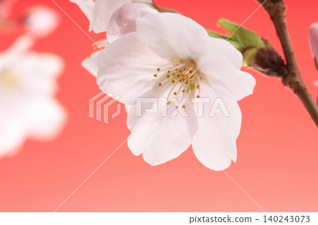 Somei Yoshino cherry blossoms against a red background Somei Yoshino cherry blossoms against a red background 140243073